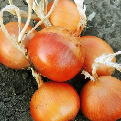 Семена лука Джела F1 (250 000 семян), Libra Seeds (Erste Zaden)